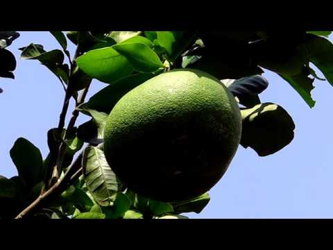 Video: Longan: Coltivazione, Proprietà, Applicazione, Contenuto Calorico, Vitamine