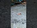 Quicksand Watch Your Step In The Woods Quicksand Watch Your Step In The Woods