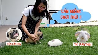 GIỚI THIỆU BẠN THỎ THÂN THIỆN MỚI CỦA CHỊ THƠ NGUYỄN