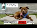 💙!!!💙: Chenille get's an ADVENTURE DAY!  This pitty will melt your heart.