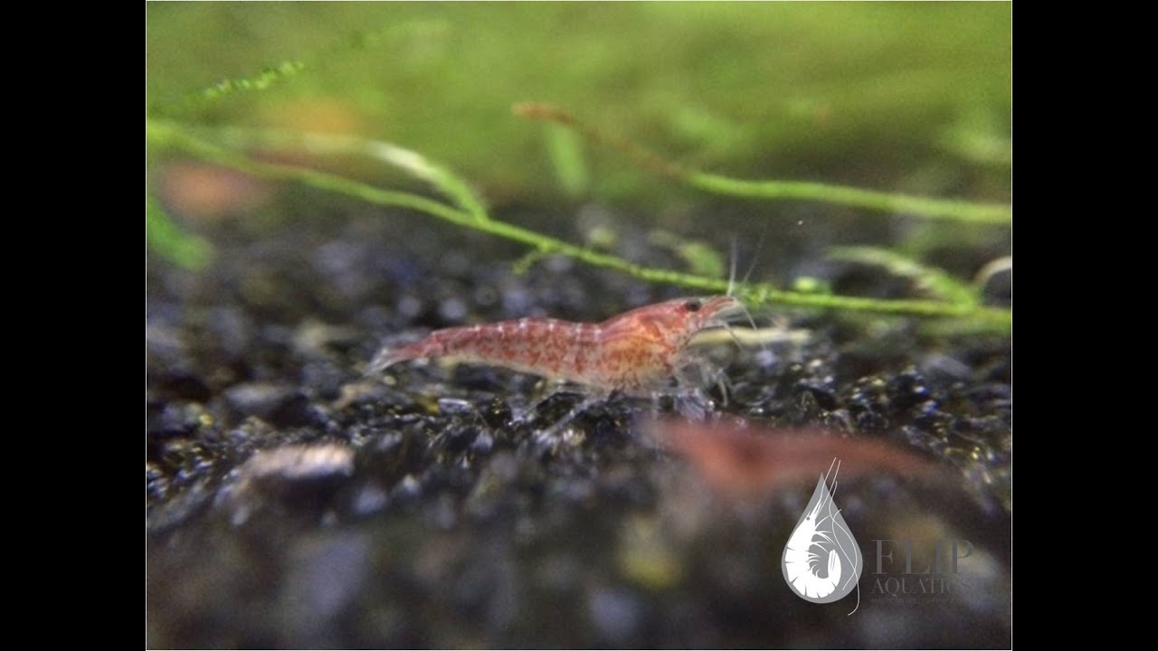 dwarf shrimp compatibility chart How to Breed Cherry Shrimp - Shrimp Saturday