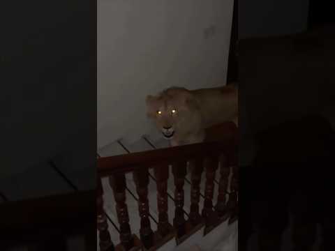 وجد اسد داخل العمارة لن تصدق ماذا حدث