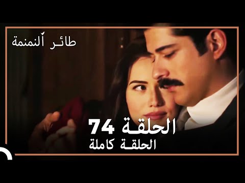 74 طائر النمنمة الحلقة