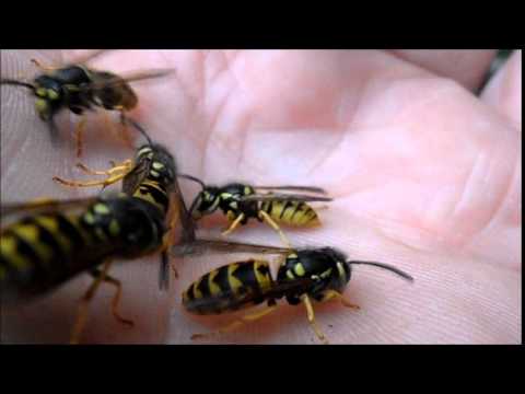 Video: Pidävätkö mehiläiset caraganasta?