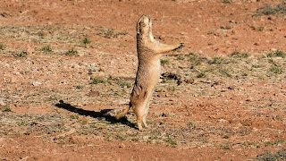 Blacktailed Prairie Dog Reintroduction