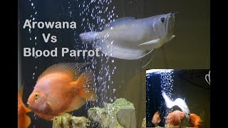 Arowana Vs Blood Parrot Fish