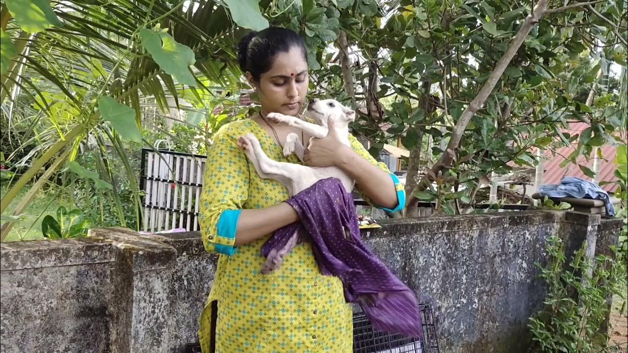 Adopted Daughter in law Is Preparing To Be Abandoned Preparing abandoned puppy for adoption. - YouTube