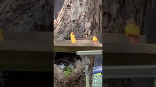 Squirrels napping in the tree on a hot day.