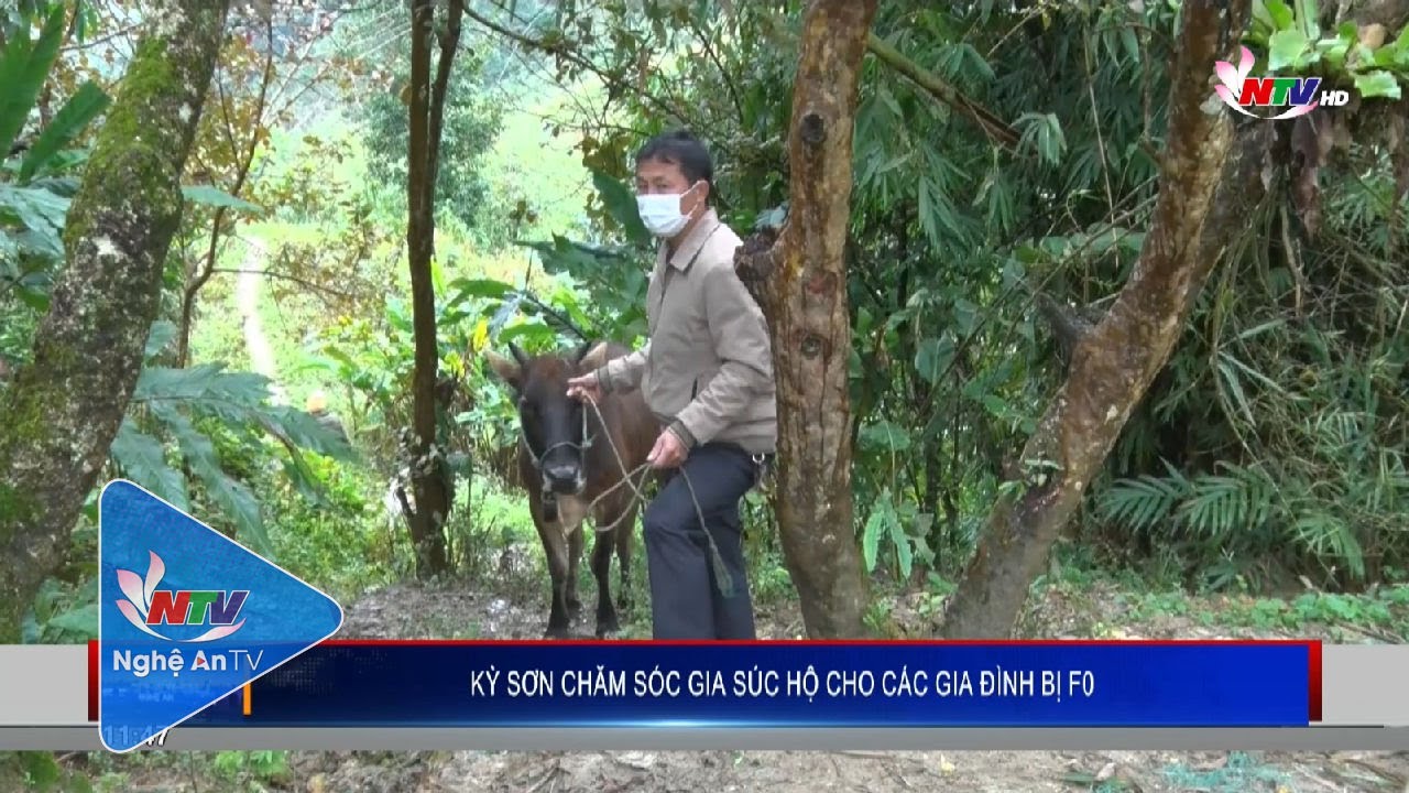 Kỳ Sơn chăm sóc gia súc hộ cho các gia đình bị F0 - youtube