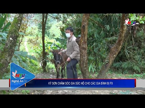 Video Kỳ Sơn chăm sóc gia súc hộ cho các gia đình bị F0 - youtube
