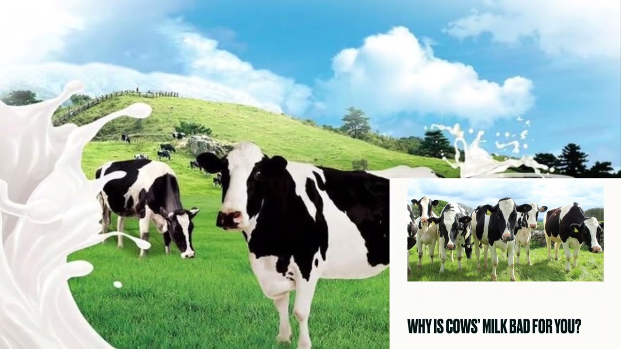 Can Humans Drink Cow's Milk ?(மனிதர்கள் பசுவின் பால் குடிக்கலாமா?)