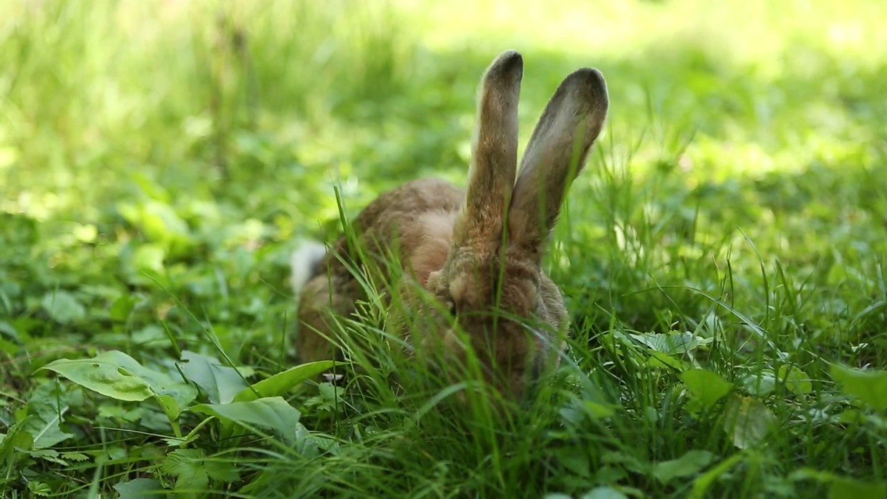 Зайчик решает. Заяц в лесу. Заяц под кустом. Кролик спрятался. Заяц в кустах.