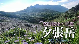 北海道の高山植物、ほぼ全てが見られる【夕張岳】7月上旬