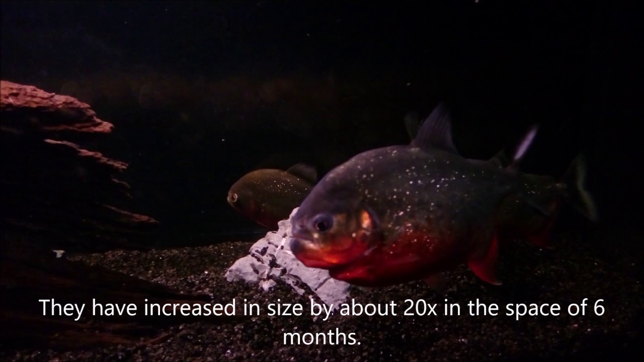 Piranha Growth Chart