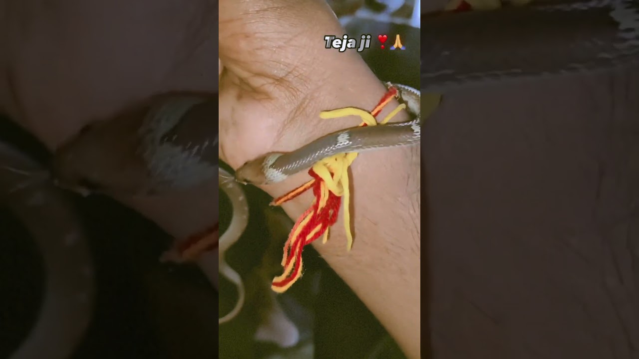 Teja ji maharaj 🙏🙏.     