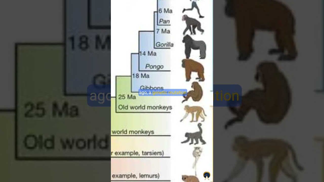 The Tale of Tails  Why Humans Lost Their Appendages