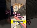 大食い柴犬、遂にダイエット!?その後...まさかの展開! #shibadog #柴犬 #sibainu  #犬のいる生活 #shorts