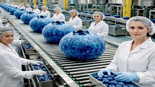 Inside a Modern Blueberry Juice Processing Plant in America Full Process