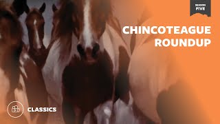 Chincoteague Roundup | Mutual of Omaha's Wild Kingdom