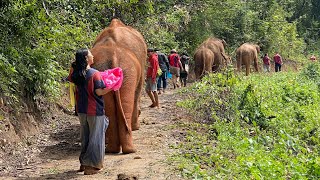 My daily life and happy hiking with Elephants#elephant #babyelephants #thailand