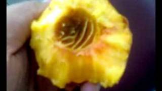 Miracle Islam 010 Peach Fruit & Seed Miracle Islam 010 Peach Fruit & Seed