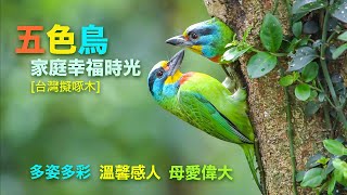 神奇的【五色鳥 家庭幸福時光 】母愛傳奇 巢穴紀事 台灣擬啄木紀錄片 鳥類生態攝影 黃頌影像 築巢餵食 幼鳥養育 高清HD 720p