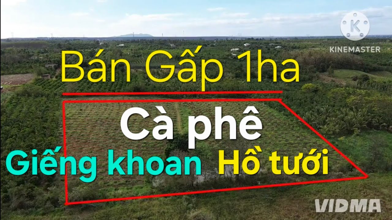 1ha cà phê, có giếng khoan, hồ tưới, ace quan tâm lh 08 22 72 76 79. 