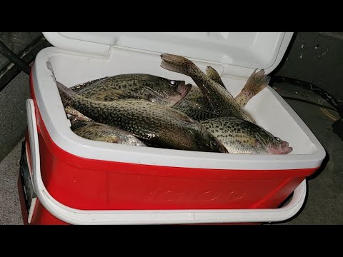 chord finder tongue tied and tipsy reel big fish Tide Rite Striped Bass Bait Rig In-Line Circle w/ Blank Option:Standard Blank Ambassadeur Classic 5000 Red fuego lt spinning reel