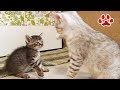 叩かれても負けなかった仔猫 Kitten loses without being defeated