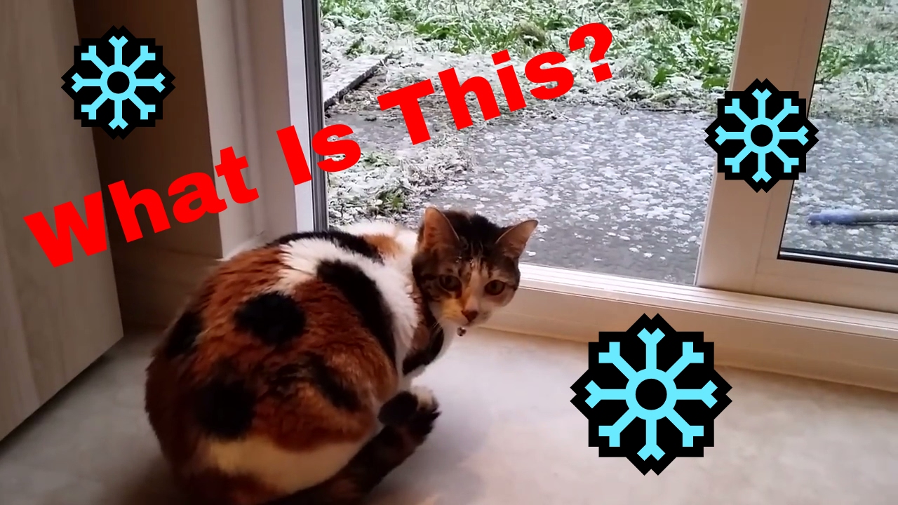 Cats See Snow for the First Time YouTube