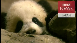 米動物園の人気パンダ、中国に返還