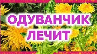 ОДУВАНЧИК от ДАВЛЕНИЯ и ЗАПОРОВ и БЕССОНИЦЫ. Лечебные свойства и использование одуванчиков.