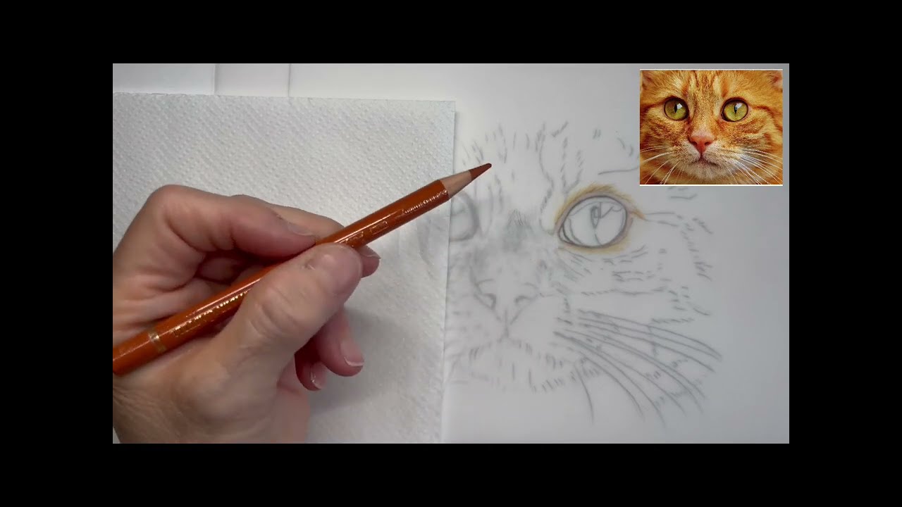 Pt1 Ginger Tom cat drawing on drafting film
