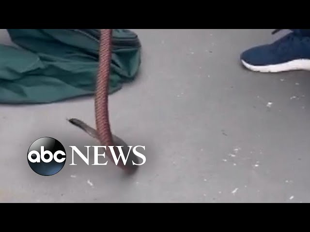 ABC - Snakebite