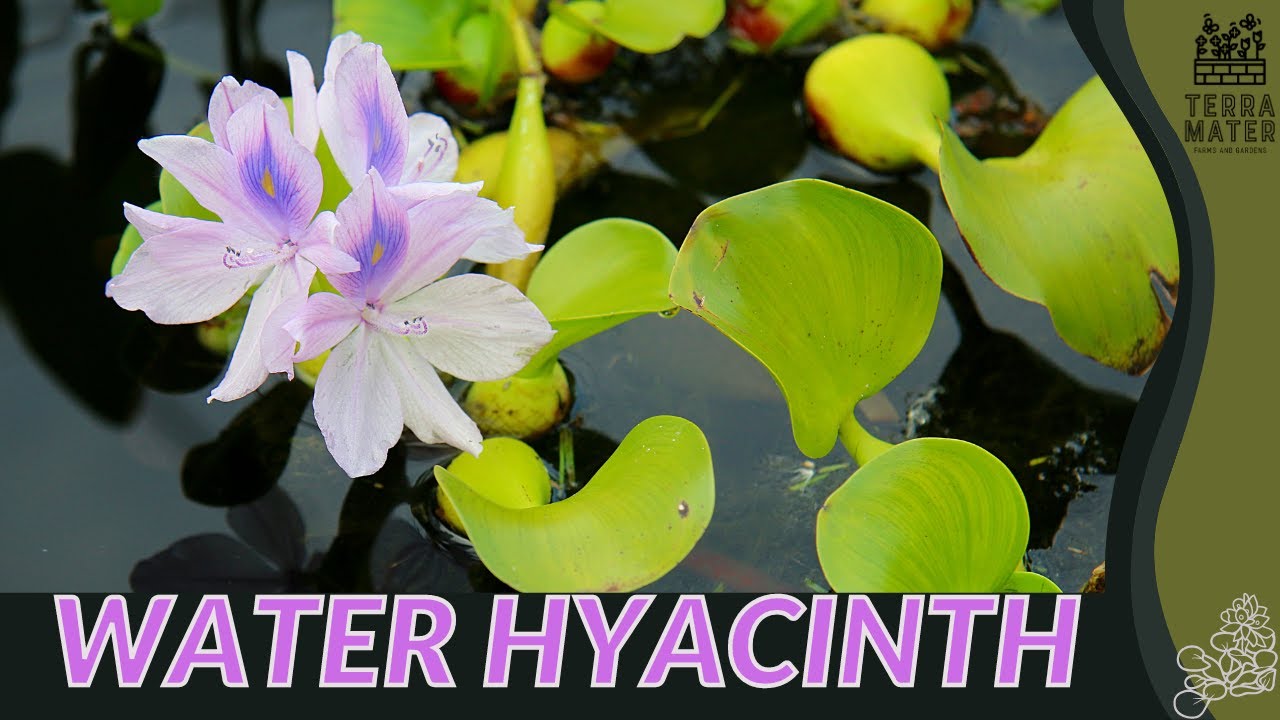 WATER HYACINTH Information, Description & More! (Eichhornia crassipes