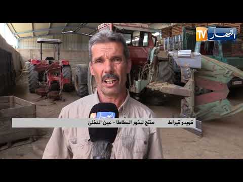عين الدفلى انتاج هائل لبذور البطاطا يقابله مشكل التسويق بسبب الجفاف
