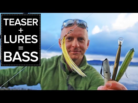 Deadly Teaser Rig with Lures for Bass - Why & How. Seabass Fishing Ireland