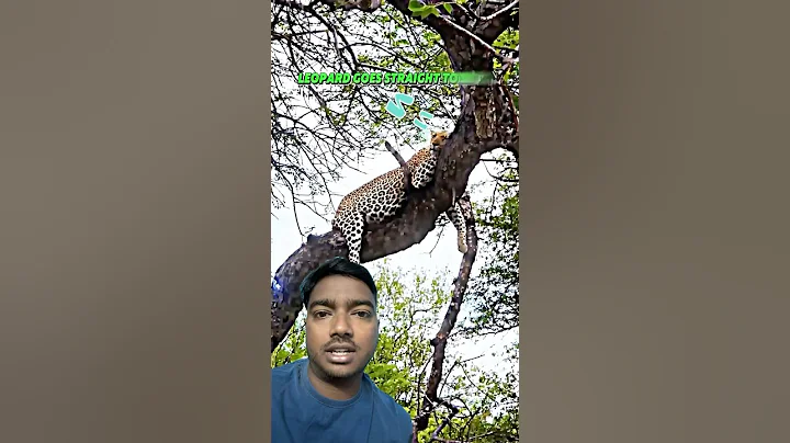 Watch the video about Leopard vs Bengal Tiger 😳😳#shorts #viral
