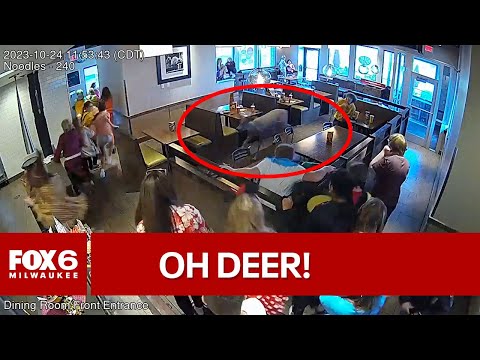 Deer breaks up lunchtime rush at restaurant | FOX6 News Milwaukee