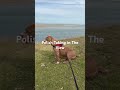 Polish loves watching the water 🐶🌊