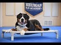 Bernie (Greater Swiss Mountain Dog) Boot Camp Dog Training Video Demonstration