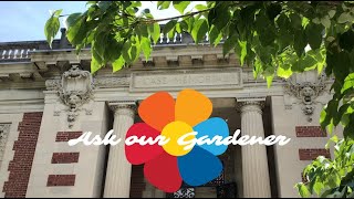 Ask Our Gardener: Rose Garden Tour And How To Plant A Rose.