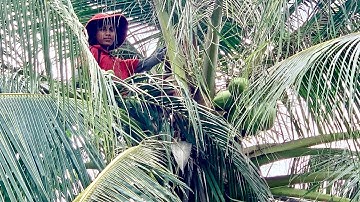 How To Climb Coconut Tree-Harvesting Coconut by Climbing