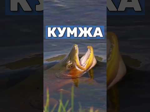 Video: Kumzha (balıq): təsvir. Dəniz, göl və çay alabalığı