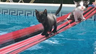 Mis gatitos bebés Luna y Estrella jugando en la piscina con un puente de cinta / Funny cats