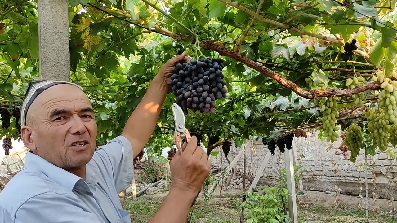 Сугдиёна майизбоп ва истеъмолбоп узум хакида маълумот.