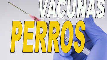 ¿Cuándo es demasiado tarde para vacunarse contra la rabia?