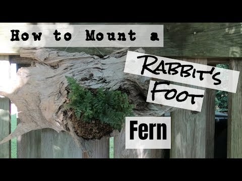 How to Mount a Rabbit's Foot Fern || How to Mount Plants
