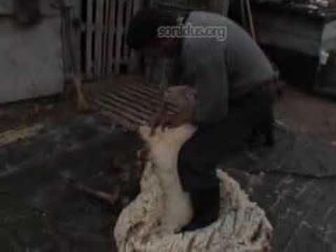 magyarul lejjebb This recording was made on a sheep farm in Igric, Borsod country, Hungary, in 2004. The middle part of the film is pretty long, even speeded up 2.5 times. Shearing 50-60 sheep a day with these traditional shears is a mammoth task. ------------------------------- Egy juhÃ¡sztanyÃ¡n kÃ©szÃ¼lt a felvÃ©tel, a Borsodi MezÅsÃ©g szÃ©lÃ©n Igriciben 2004ben. A kÃ¶zepÃ©t 2,5szeresre gyorsÃ­tva is jÃ³ hosszÃº. Napi 50-60 birkÃ¡t megnyÃ­rni ilyen hagyomÃ¡nyos ollÃ³val Ã³riÃ¡si munka.