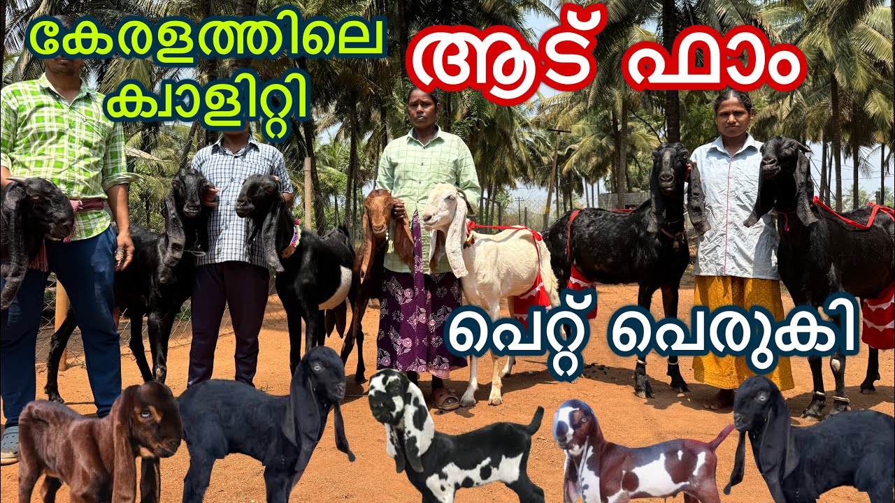 ആടുവളർത്താൻ ജീവിതം സമർപ്പിച്ച ചെറുപ്പക്കാർ. മാതൃക ആട് ഫാം. അറിയാം വിജയ രഹസ്യം goat farming 
